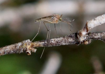 West Nile virus active in Wash. after first detection found