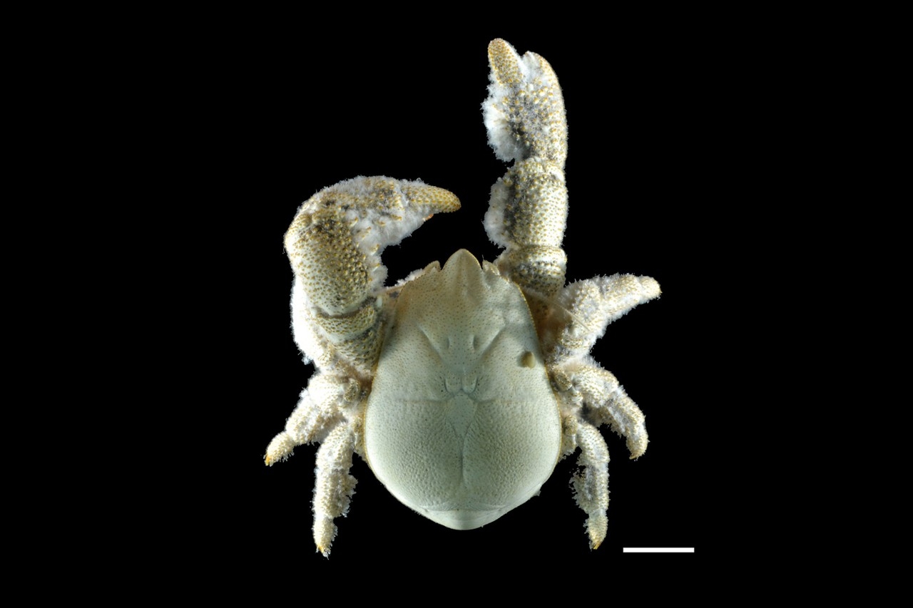 First species of yeti crab found in Antarctica named after British deep-sea biologist