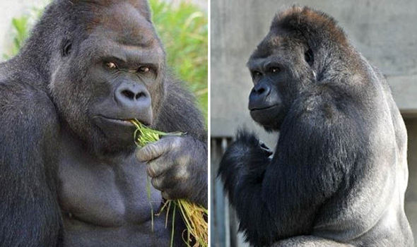 GETTY • AFPShanabi the gorilla has been sending girls wild with his'handsome looks