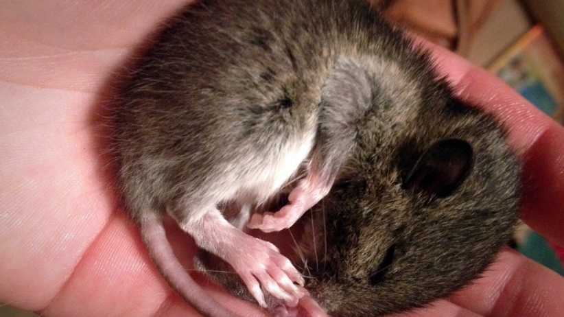 New Study Finds Rats May Plan for the Future While Dreaming