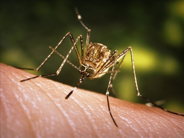 Mosquito pool tests positive for West Nile in Essex County - Windsor - CBC News