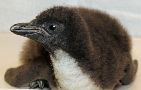 Shedd Unveils Baby Penguin « CBS Chicago