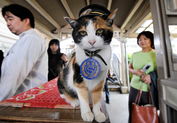 Japan mourns passing of Tama, the cat stationmaster | WISH-TV