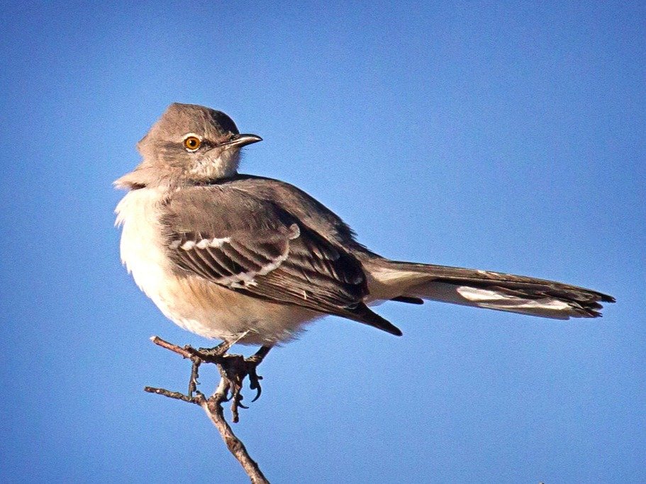 A male Northern Mockingbird