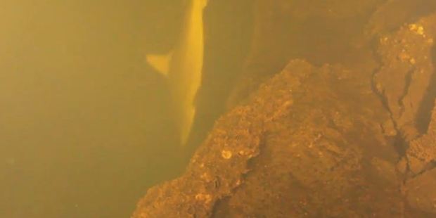 A shark is spotted swimming in the underwater volcano near Solomon Islands