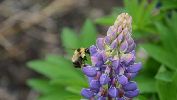 A red-belted bumblebee visits a large-leaved lupine. Bumblebees are being wiped out the southern areas they once lived but aren't expanding northward to compensate a new Canadian-led study suggests