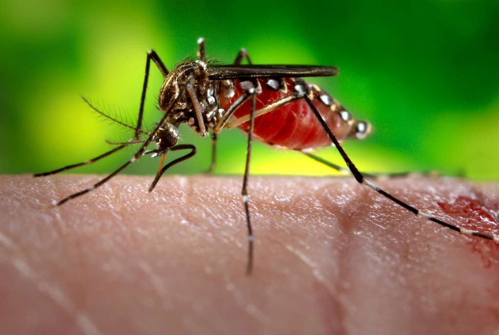 A mosquito feeding on a host