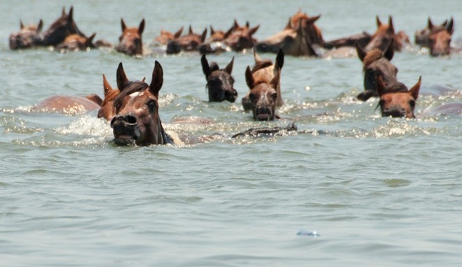 90th Anniversary Chincoteague Pony Swim