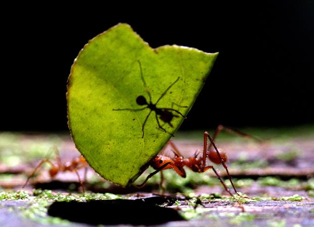 Ants use brawn and brains to haul heavy loads