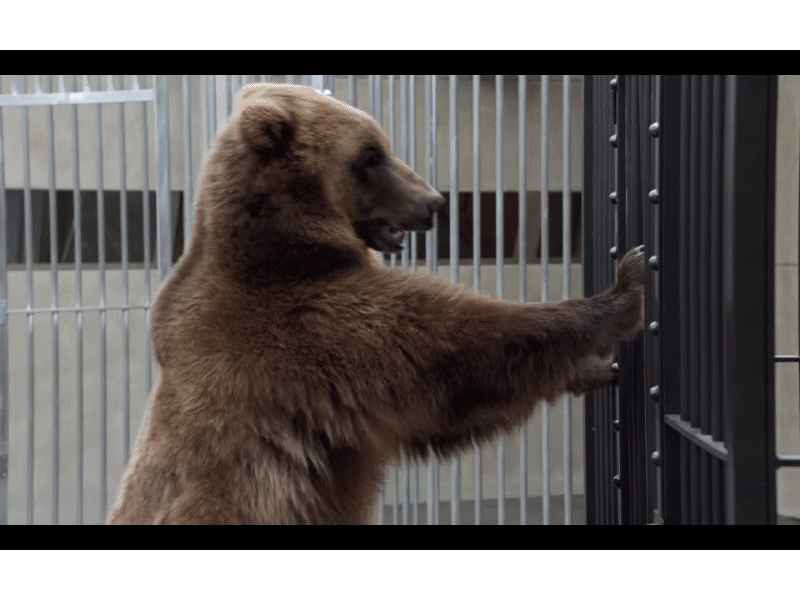 Chevy Pokes Fun of Ford's Aluminum Trucks in Grizzly Bear Ad