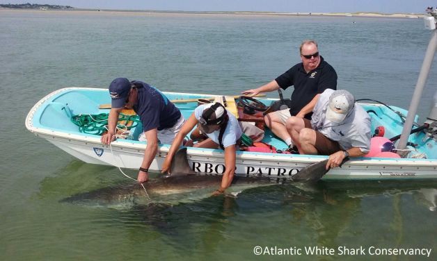 White Shark Conservancy a great white shark is led back into the water near South Beach in Chatham Mass. Beachgoers kept the shark that was stuck on the beach wet by splashing it with buckets