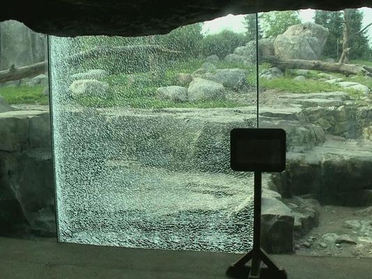 A grizzly bear exhibit at the Minnesota Zoo is temporarily closed after a bear picked up a basketball-sized rock and repeatedly pushed it against a glass barrier