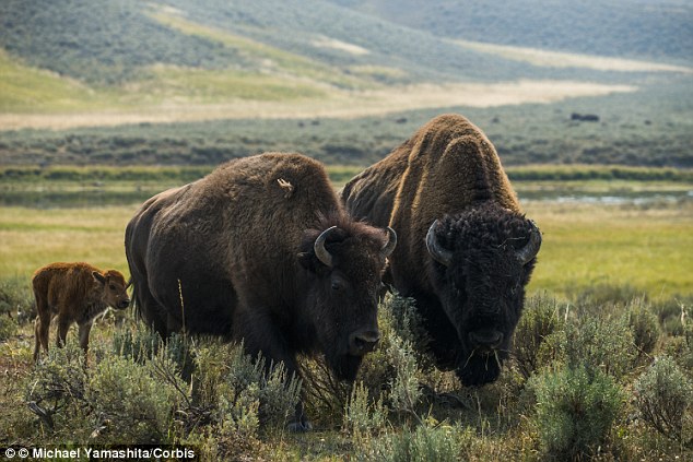 Threat Yellowstone National Park officials are warning tourists to keep their distance after a bison flipped a woman into the air as she posed for a selfie with the massive beast (file