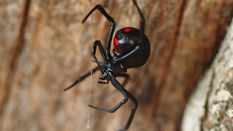 Black widows and other poisonous spiders were found in two consignments of grapes