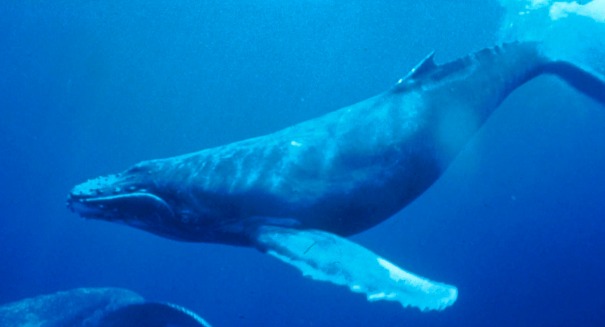 Watch out boaters 115 humpbacks spotted off coast of California