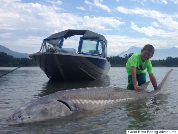 Boy, 9, lands Fraser River sturgeon more than twice his size