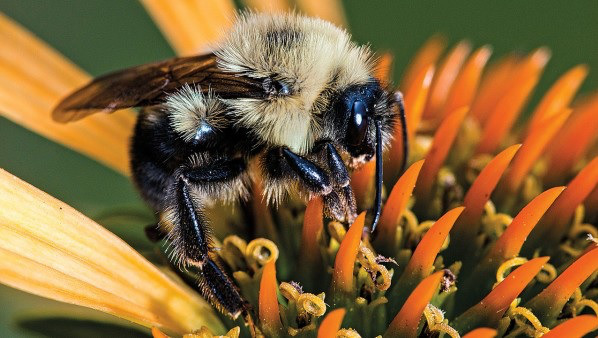 Climate Change 'Crushing Bumblebees in a Vise': Study - eNews Park Forest