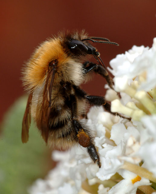 Plight of the bumblebee: Science offers a way to save this vital pollinator 