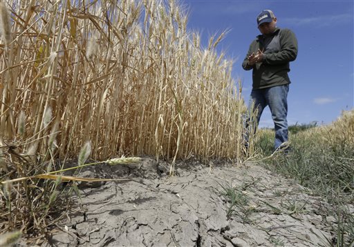 Gino Celli who relies on senior water rights to water his crops inspects a wheat field nearing harvest on his farm near Stockton Calif. California issued its first cease-and-desist order on Thursday July 16