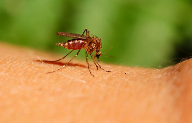 Mosquito bites person's arm