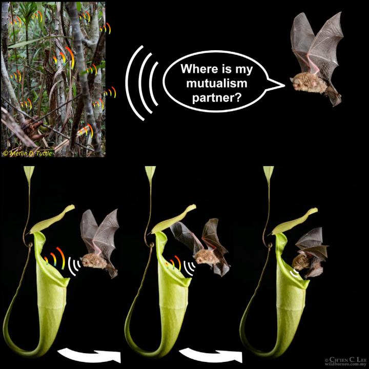 To maintain mutualism plants specifically appeal to their animal partners perception. This study show that Paleotropical carnivorous plants have reflective structures that are acoustically attractive for mutualistic bats. This phenomenon can similarly