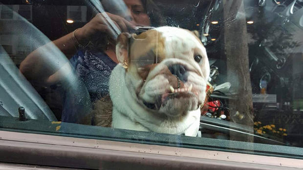 Cop Rescues Bulldog Left in Hot SUV