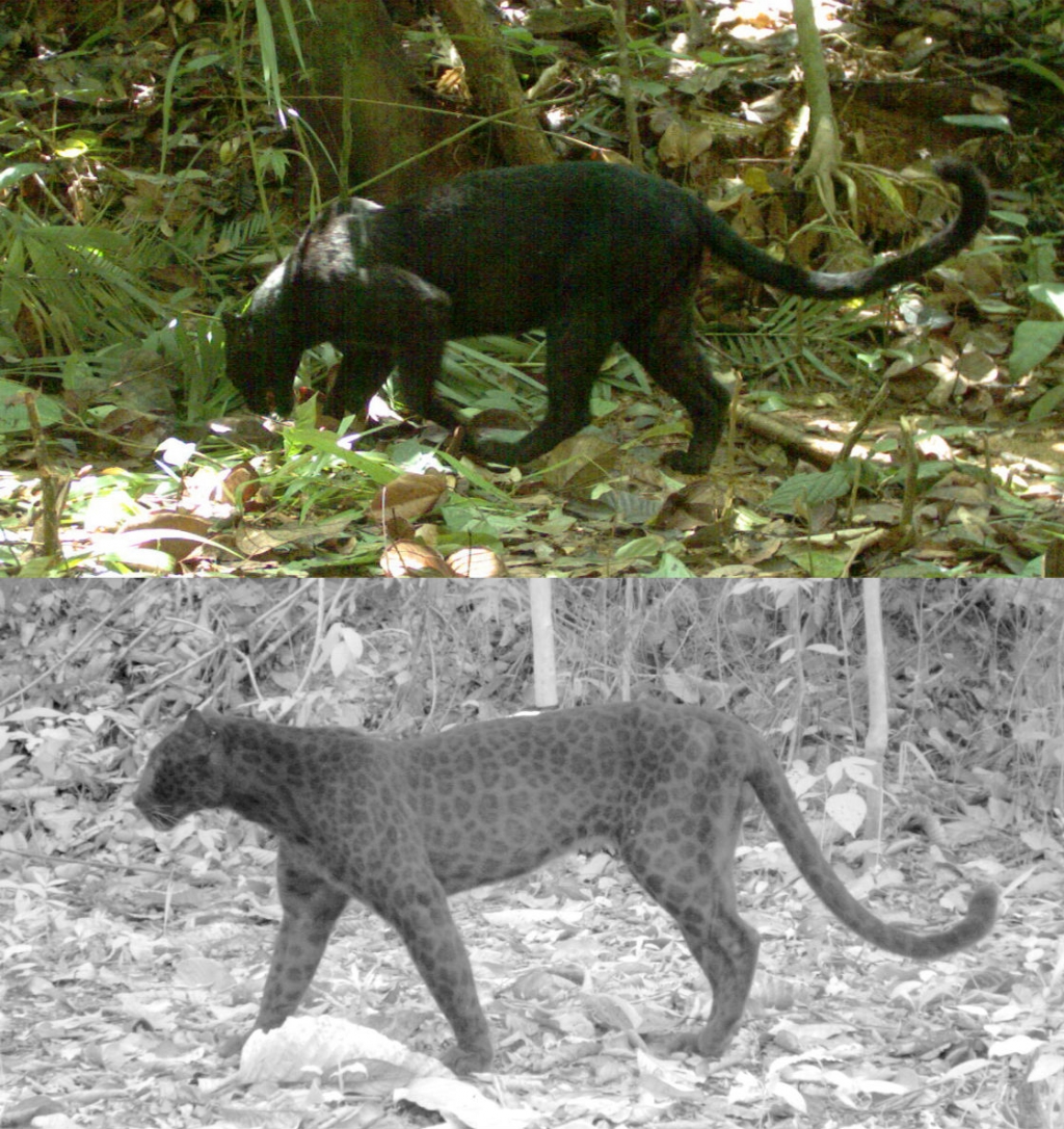 Researchers reveal black leopard spots by fooling camera