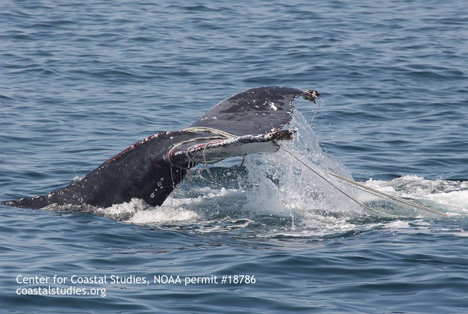 The Marine Animal Entanglement Response team at the Center for Coastal Studies freed a badly entangled humpback whale today on Stellwagen Bank approximately 5 miles north of Provincetown MA