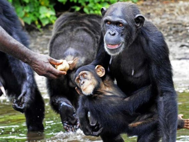 On Tuesday scientists in the United States and Spain said the human hand may be more primitive than that of our closest living cousin the chimpanzee