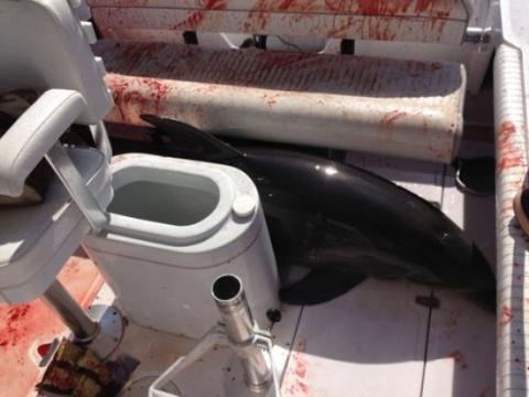 California family survives weird encounter with dolphin