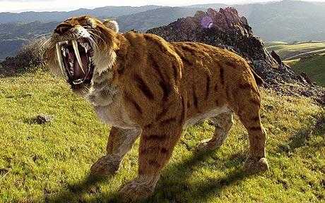 Baby Saber Tooth Tigers