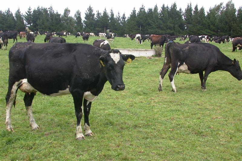 Emissions of methane and nitrous oxide from New Zealand livestock make up half of national emissions