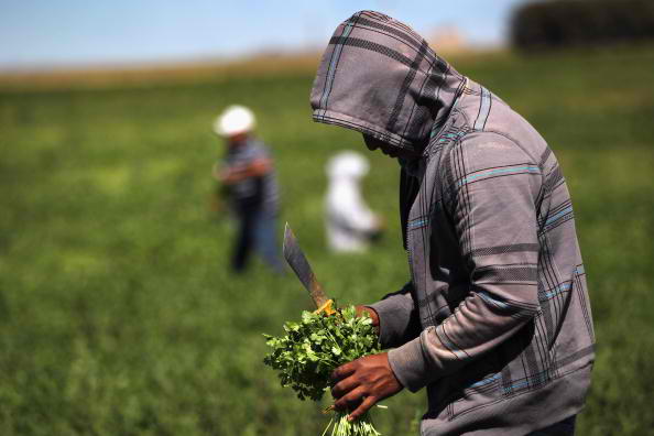 Migrant farm workers from Mexico harvest organic cilantro while working at the Grant Family Farms