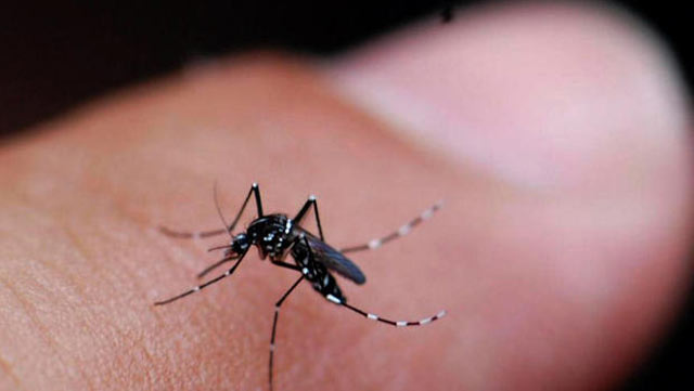 More mosquito cases of WNV in Ada, Washington counties | Local & Regional