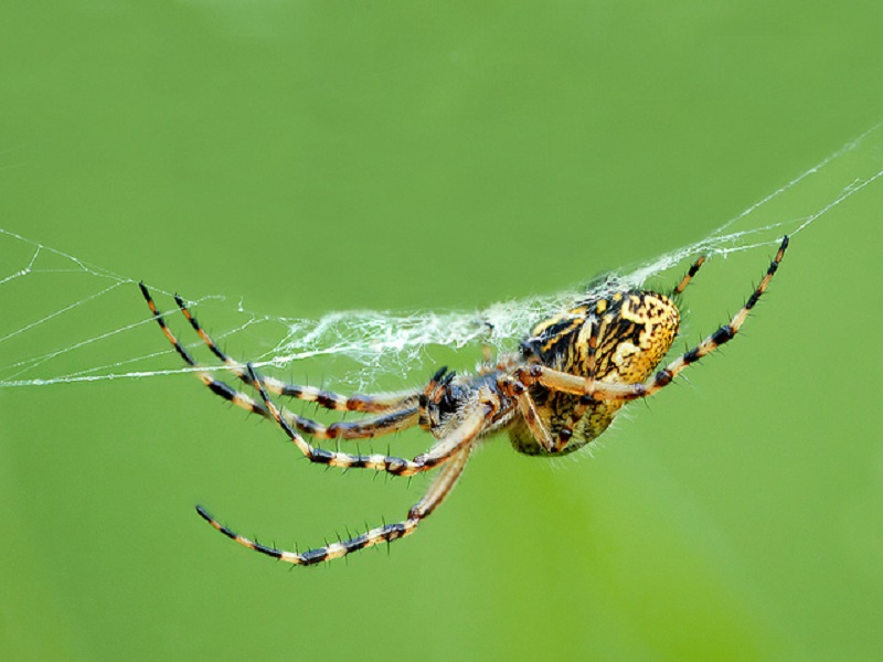 Spiders 'sail' on water to spin long-distance webs (Wired UK) - Wired.co.uk