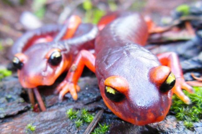 Deadly fungus spurs call for ban on imported salamanders