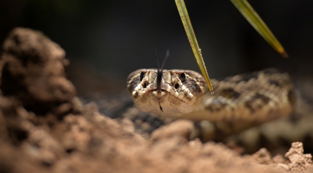 First Snake Crawled on Four Feet: Photos : Discovery News