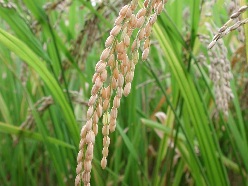 GMO rice produces much less methane | Ag Professional