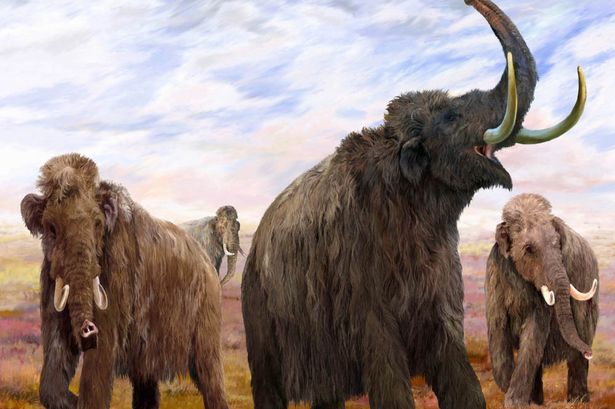 'wooly mammoths