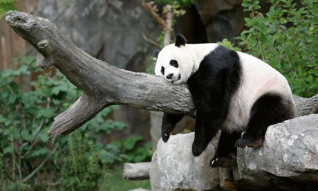 Giant panda taking a nap