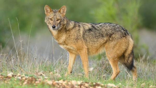 African Golden Jackal is Actually a New Wolf Species