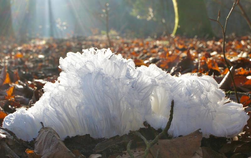 Fungus: Exidiopsis Effusa Responsible For Peculiar Hair Ice Mystery : Nature