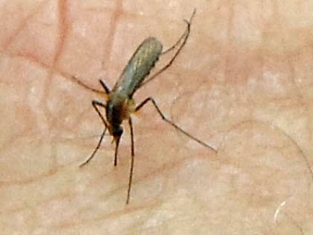 Mosquito