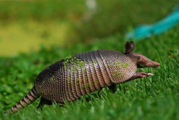 Armadillos typically keep to their forest habitat yet they snoop around homes and towns occasionally. As they are natural carriers of the bacteria causing leprosy the number of cases in Florida has spiked recently