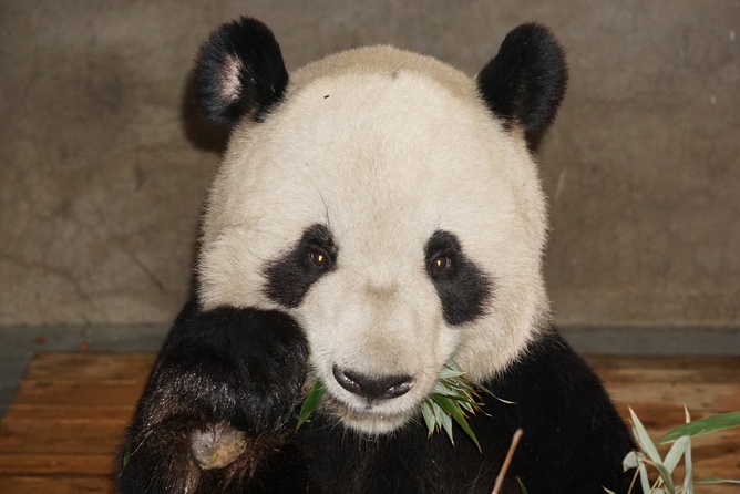 I’m just going to sit here and smell the bamboo.     Author provided