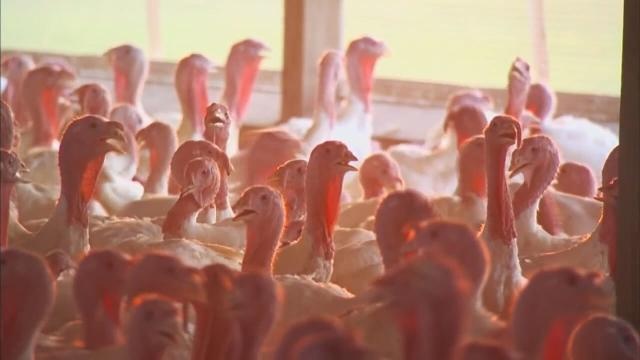 US expects to pay farmers $191 million for birds lost to flu - KTAR.com