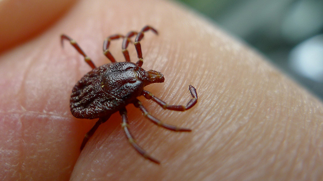 Study: High-risk areas for Lyme disease are growing - KCBD NewsChannel 11