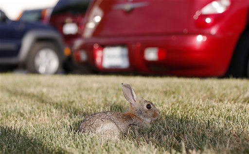 Lush Circumstances Fuel Colorado Raise in Rabbit Fever | Gazette Dubai