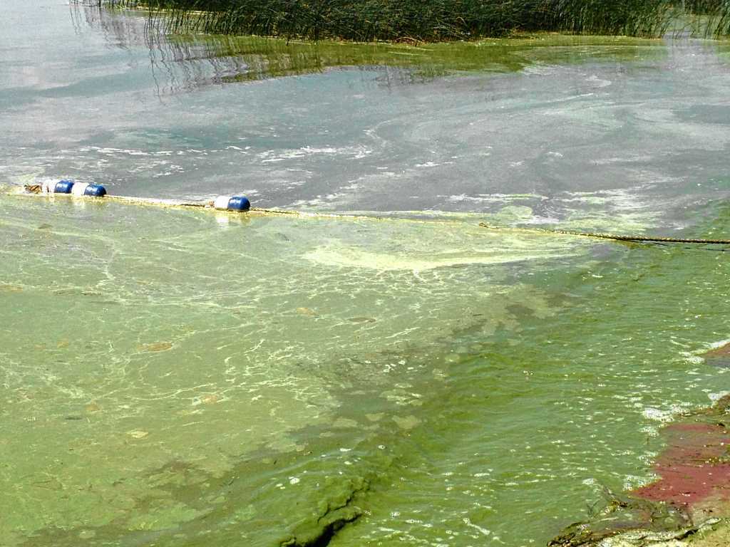 2 Madison County beaches shut down by blue-green algae blooms - LocalSYR