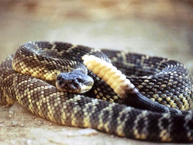 Man attempts selfie with rattlesnake, earns bite and hefty medical bill | fox8.com